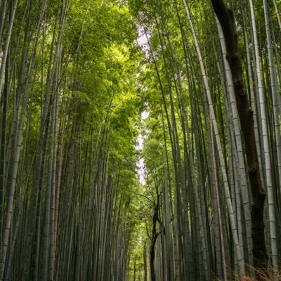 爱奇艺全民仙侠官方下载